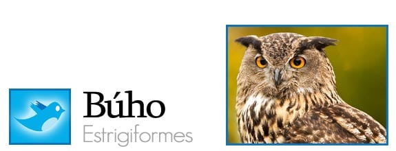 twitter fauna animales pajaros aves redes sociales buho