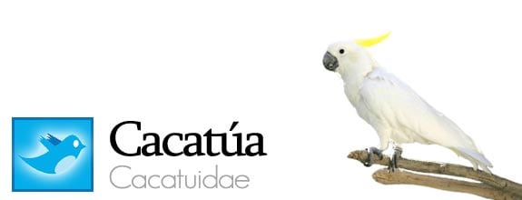 twitter fauna animales pajaros aves redes sociales cacatua