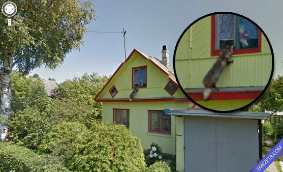 Google Street View: Mapache ladron